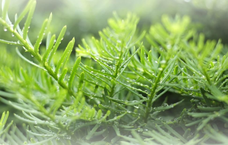 家有烟鬼养这4种花，释放氧气净化空气，就是二手烟的克星