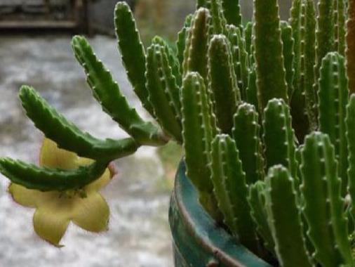 养了3年的“仙人掌”终于开花了，直接请到屋外，难闻