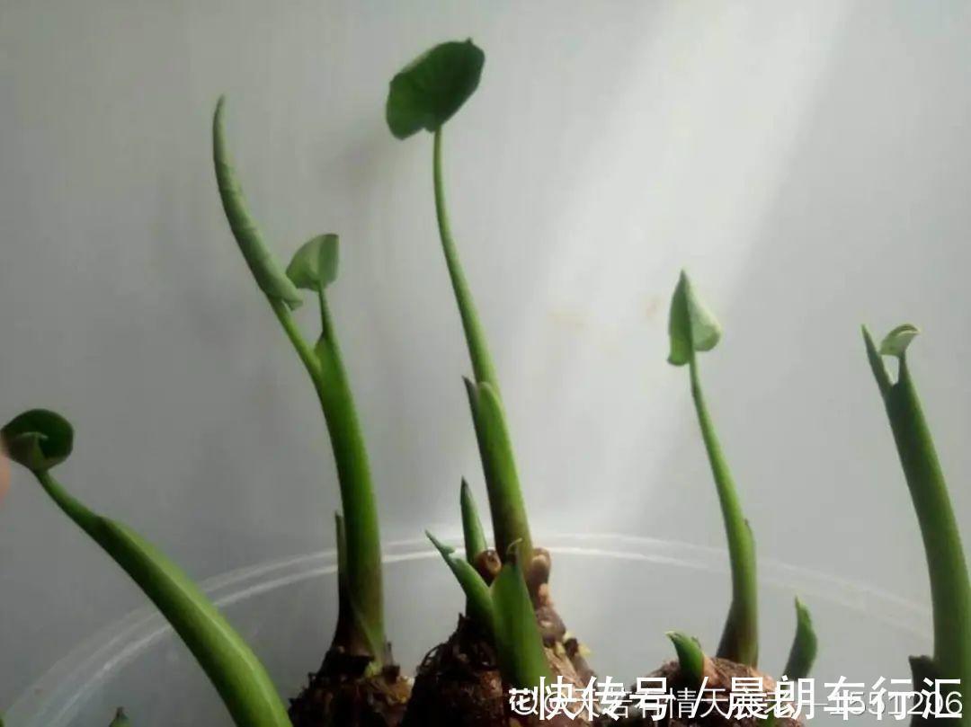 绿萝可以扔了,养盆“格调”花,颜值高还有气质