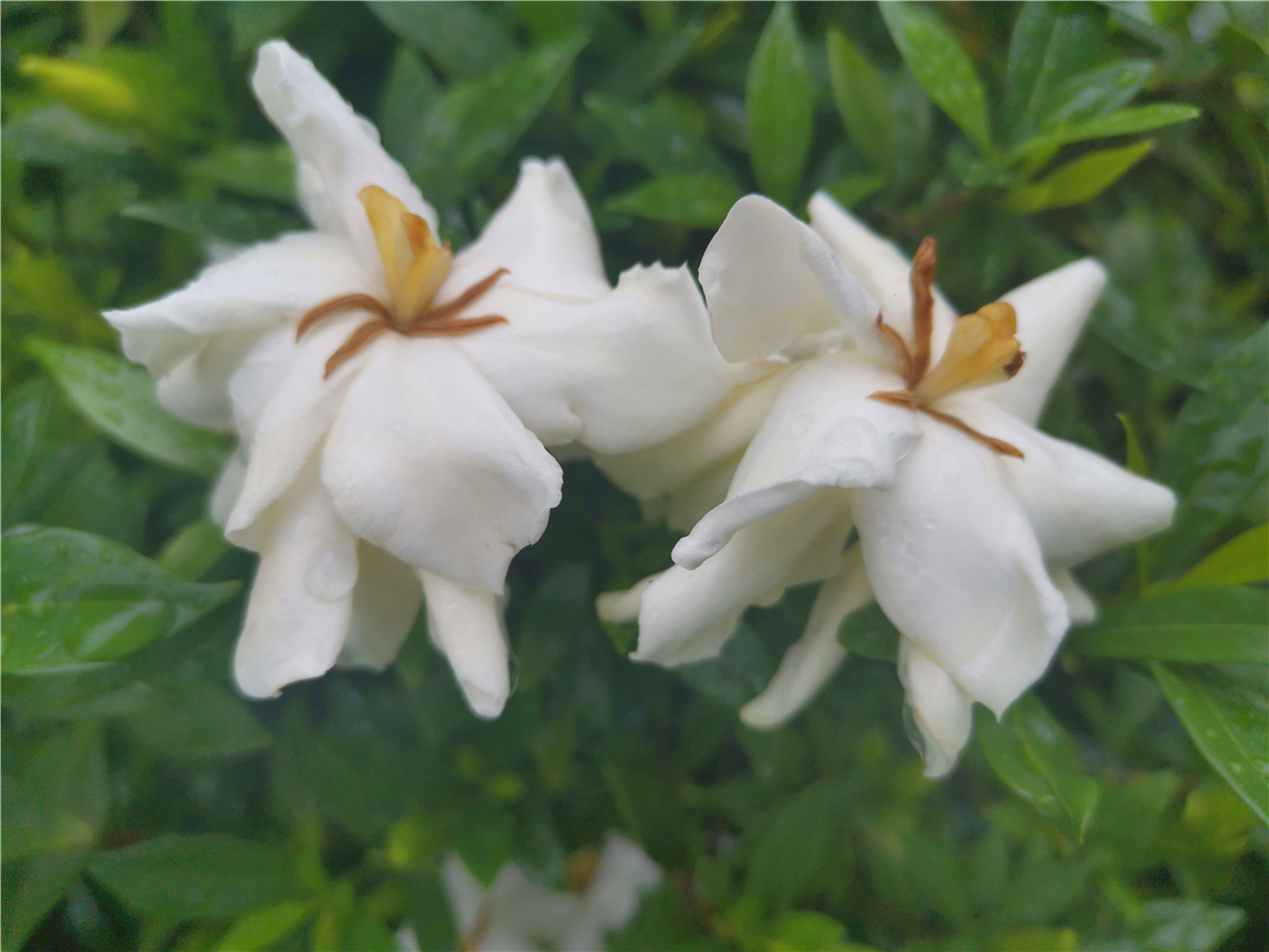 吉安|美丽吉安：吉州大道栀子花开 洁白如雪