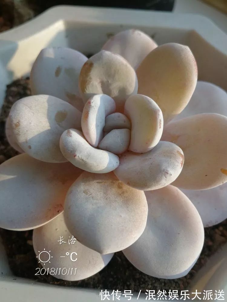 蚧壳虫|为肉痴狂!多肉植物也会用最美的容颜报答我们的勤劳付出!