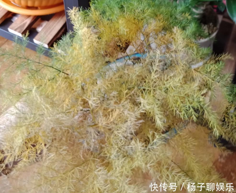 叶子|文竹发黄了怎么办全部剪掉,就能长出新叶子!