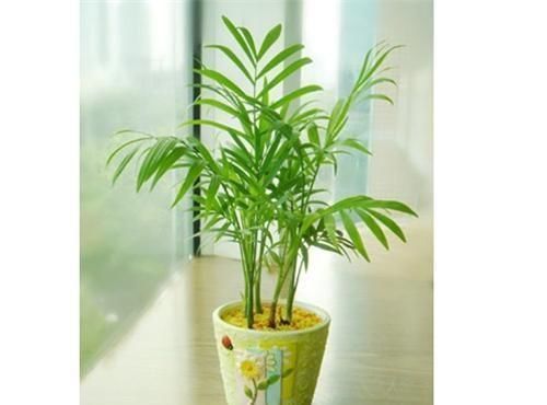 家里不够向阳,想养花怕养不好,那这几种花值得入手