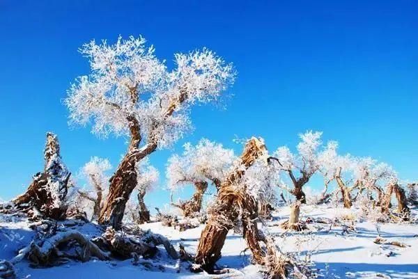 雪天|【酷游哈密】你见过冬天的伊吾胡杨林吗？雪天美成人间仙境