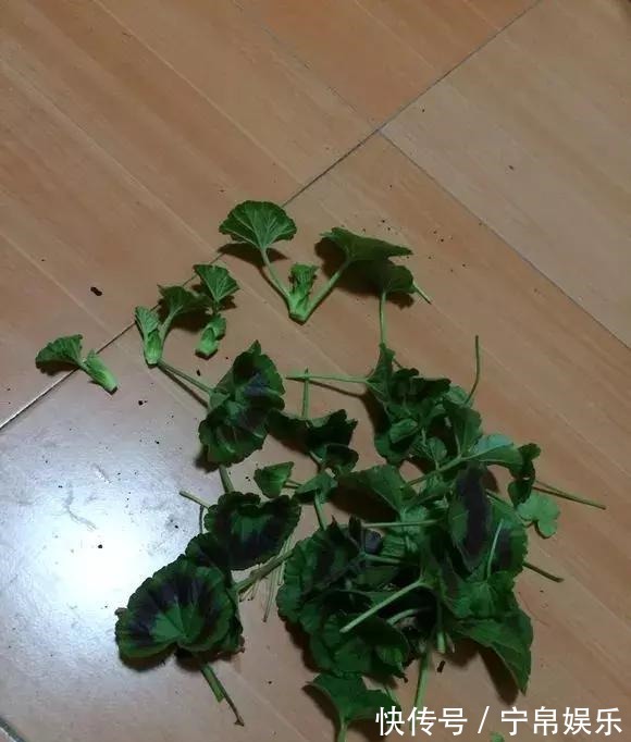 德利|1种花“人人爱”,耐旱好养,新手也能花开成球,一开300天!