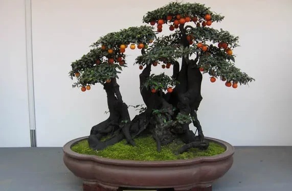 养一盆金弹子，这么照顾，3、4年长成老桩，越来越值钱