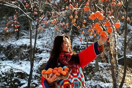 一方水土：这条沟的柿子一直不摘，雪打红柿特别美