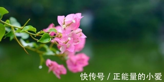 桃花朵朵|8月底，桃花朵朵，争相开放，偶遇真爱，甜蜜今生，执手相伴一生