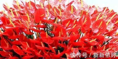 阳台上|5种“阴暗花”，藏在角落里，年年自行繁殖，也能开成“仙花树”