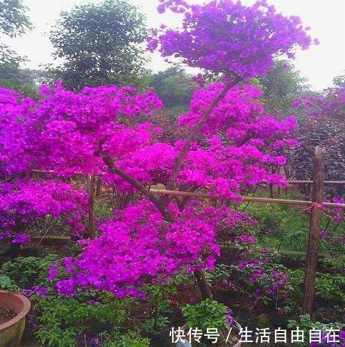 家里养花别瞎养2种花是大忌，6种花旺财还养人