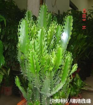 这“3种花”最好扦插，“掰枝条”插土里就能活，花友看了都羡慕