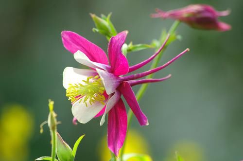 绣球花绣球花|养花试试这几款，色彩艳丽，适合养在家里的庭院和阳台