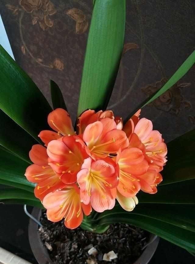 君子兰|养护君子兰有小技巧,您得给它照一照,全年可开花,不踩雷