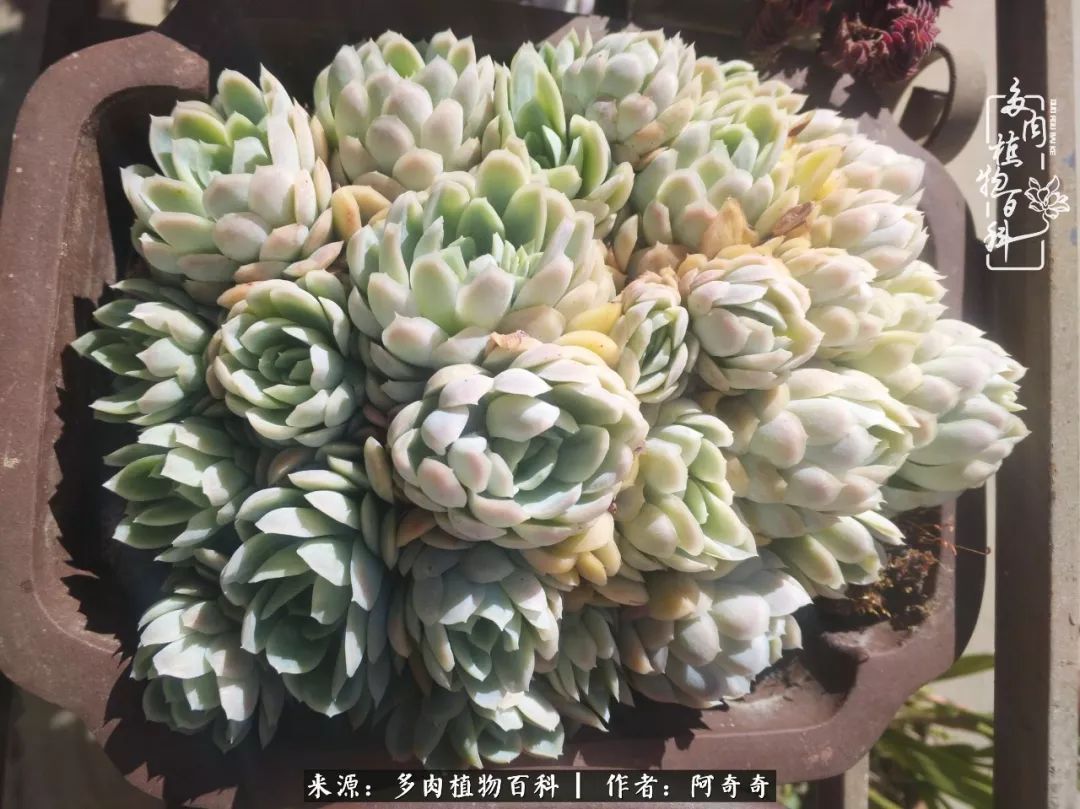 静心养多肉,只是为了在成人的世界里随波不逐流!