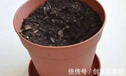 生姜|生姜不用买，阴面阳台种一排，多到吃不清