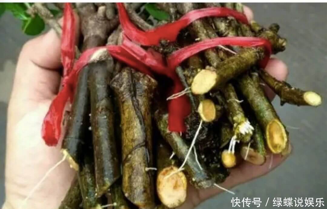 枝条|夏季怎么快速繁殖栀子花一把栀子花枝条，一个水桶，20天生根