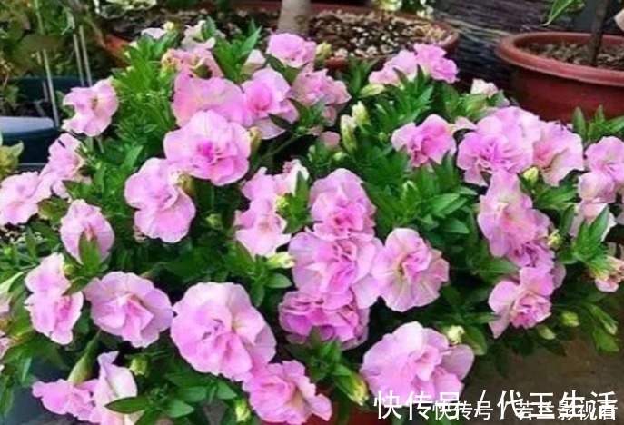 花色|家有院子，一定要养“3种花”，好养又漂亮，一开就是300多天！