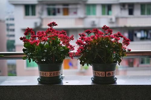 长寿花光长叶不开花,是什么原因,该如何处理呢?