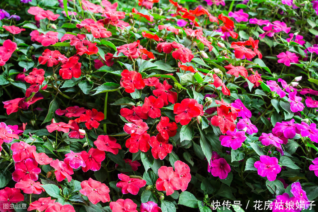 朋友的凤仙花美爆了,其实方法很简单,试着自己养一盆吧