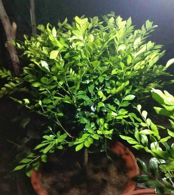 一盆九里香,阳台香飘飘,6款盆景造型玩法,哪一款受你青睐