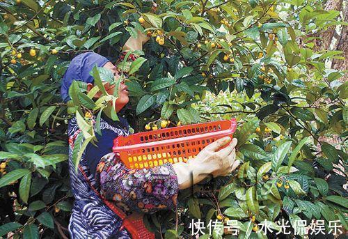 它是真正的“花茶”,开出盏盏黄花,摘一朵就能泡