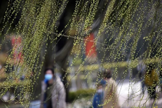 鸡鸣寺“消息树”开花啦！