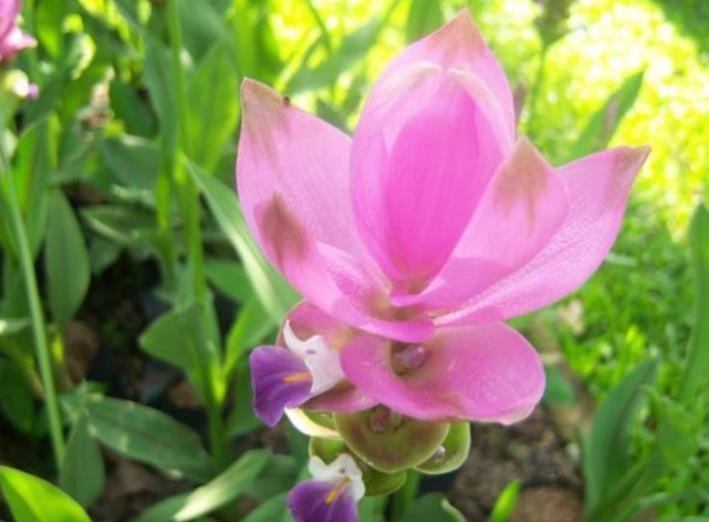 4种花，容易打理易开花，“花香”飘满屋，花美心情好！