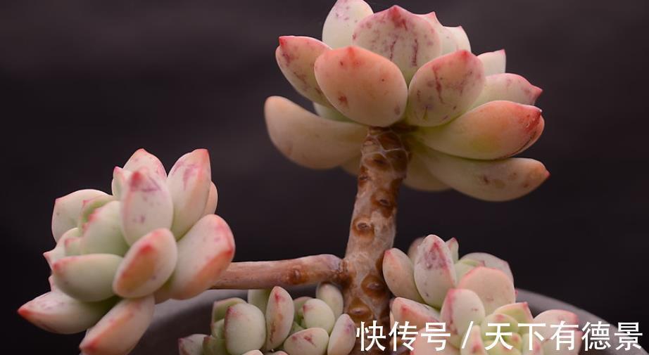 植株|此款多肉好养又好看，叶子肥厚果冻色，长出红尖惹人爱，值得拥有