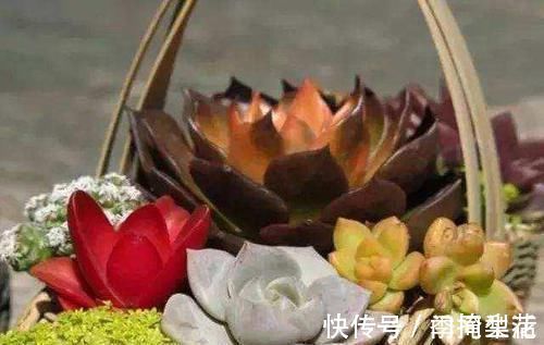 花盆|除了花盆之外,这些东西也是绝佳的养花神器,你用过吗?