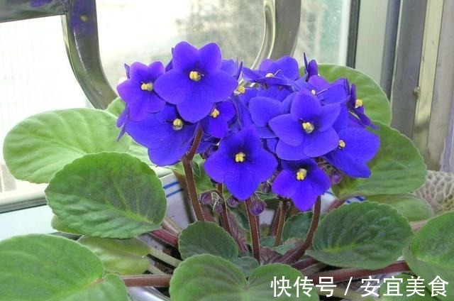 叶片|养花真的不要钱,这3种花摘片叶子放土里,生根就是小盆栽