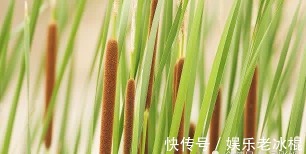 风儿|北宋著名诗僧的夏日诗,苏轼读完赞不绝口,连他的夫人也爱慕不已!