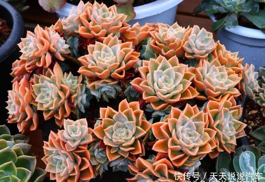 多肉疯长需要修剪吗?不需要,我们做到这几点多肉就能变美会