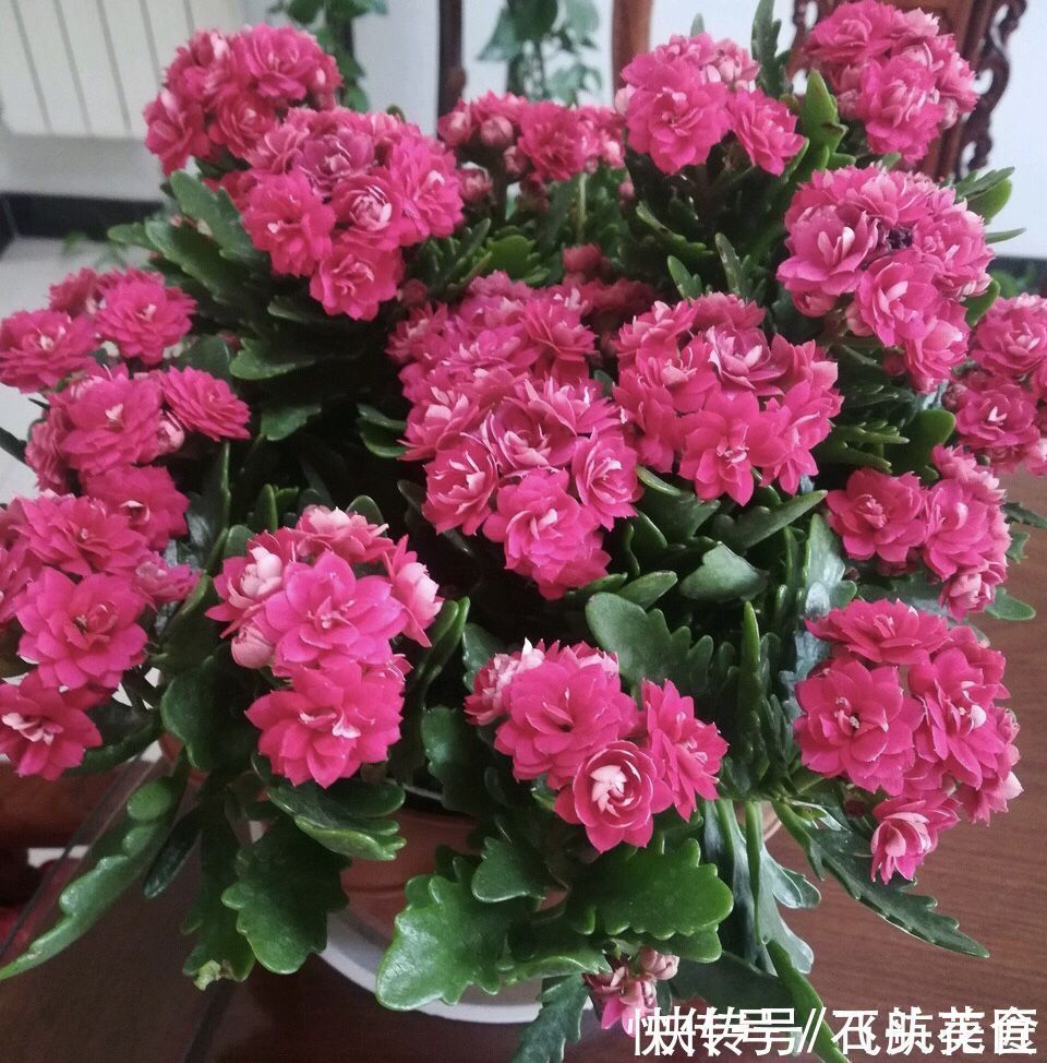 养了5年的长寿花“老桩”快开花了，总结4点经验，对你有用