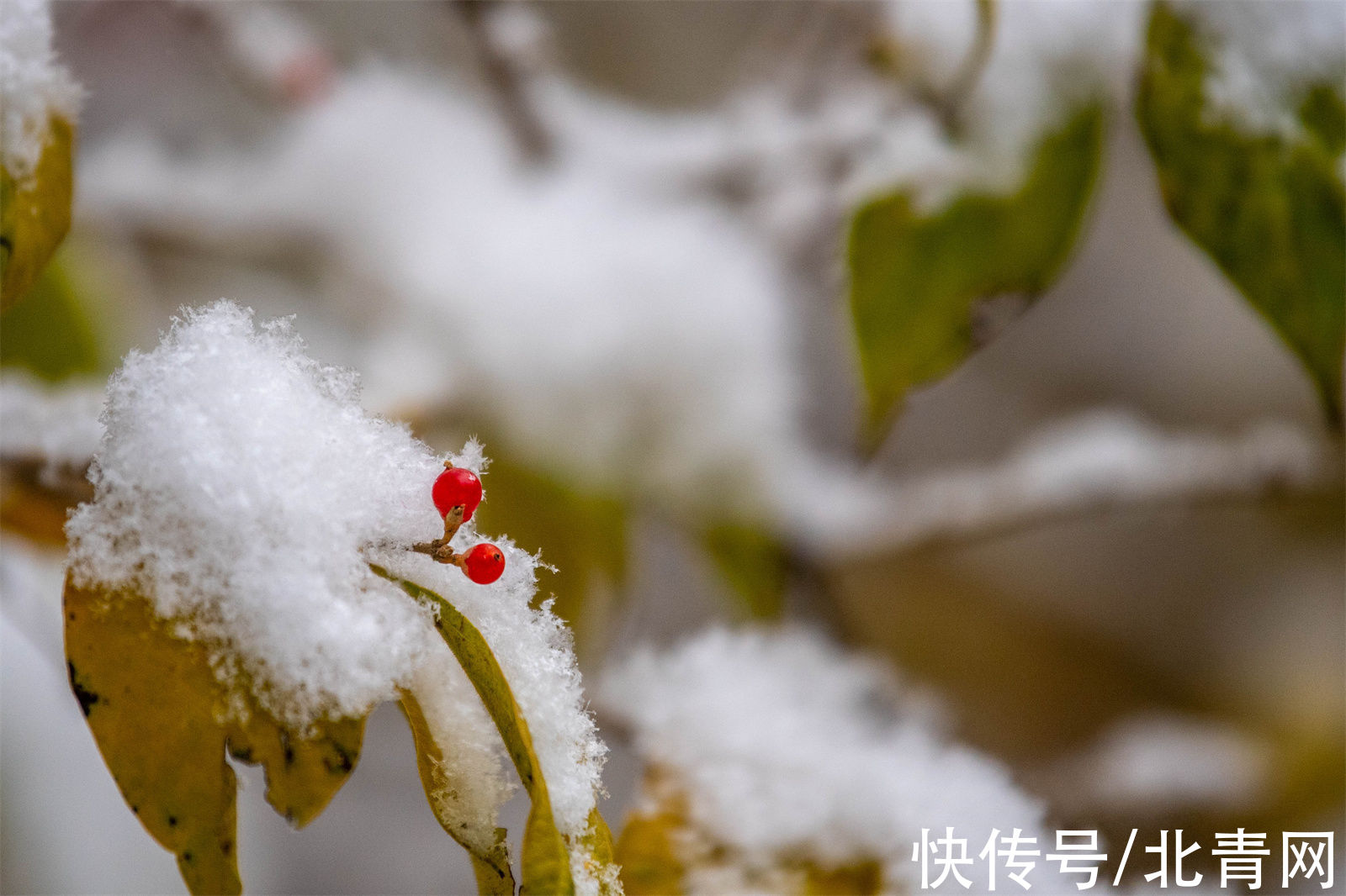 大雪|银川大雪纷飞！在2021年秋天的最后一天