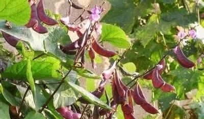 干豆类|这种豆子降血糖、降血脂、降血压，生活中遍地都是