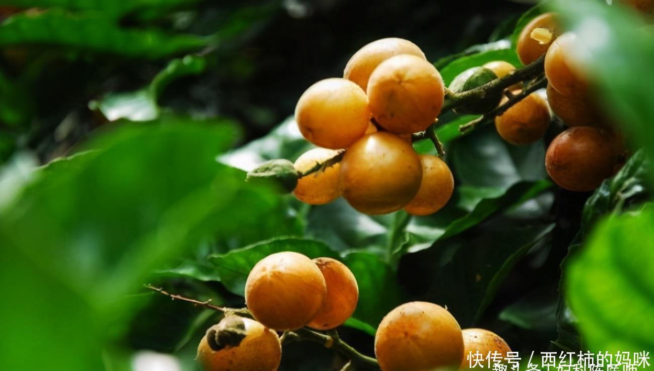 食物|6月养生正当时，多吃三种食物，补充营养，排毒养颜，爱吃就赚到