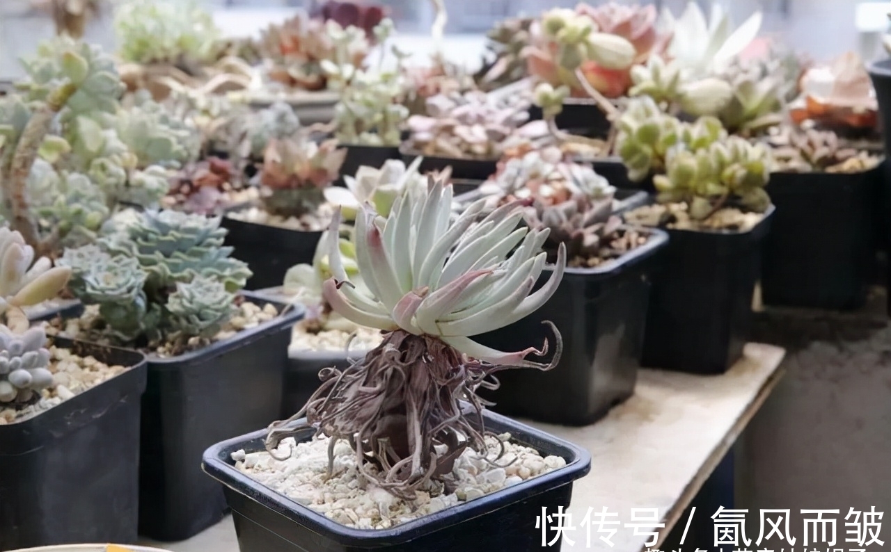 不是所有的多肉都可以叶插的,这16种叶插就很难成功,新手别费劲