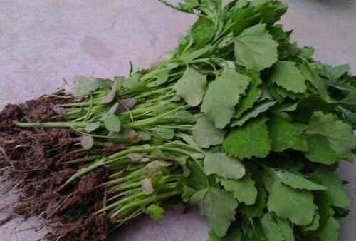 春天了，5样“野菜”别错过，包成饺子，鲜嫩美味，很好吃