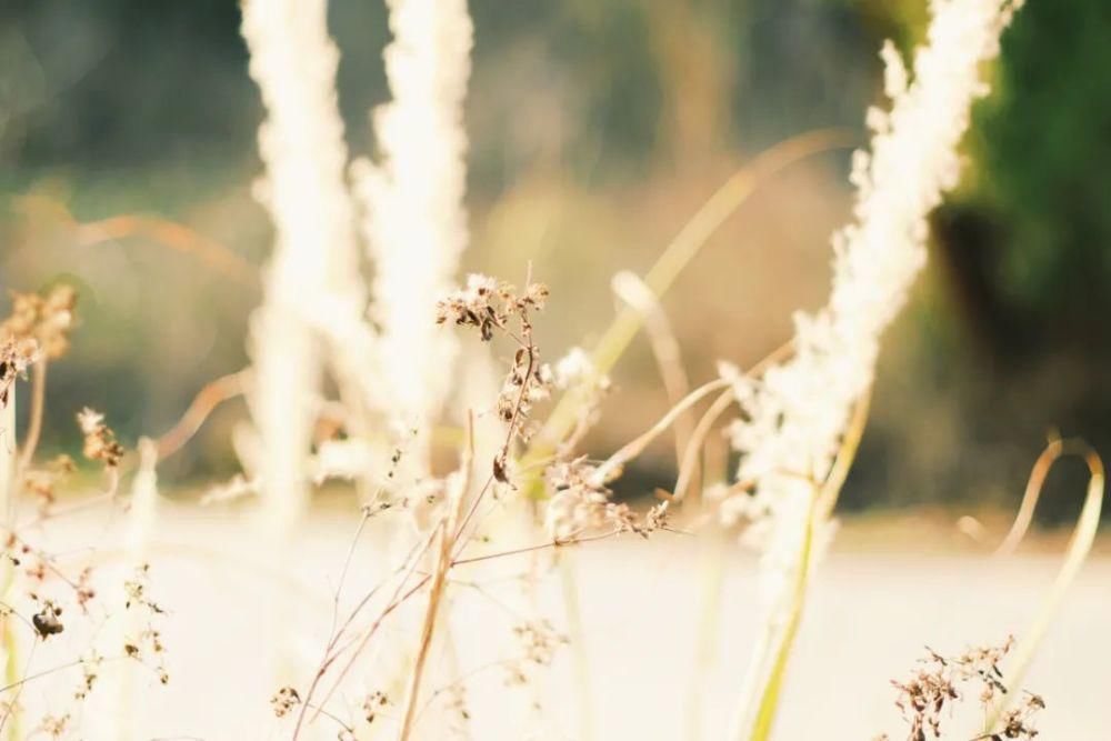  首诗|《诗经》里最美的10首诗，纯真无限，美得令人窒息