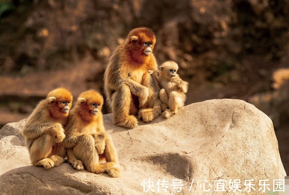 生肖猴|属猴的人，你是夏天出生还是冬天出生出生季节决定了你的财富