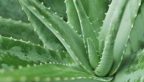 夏天养芦荟,浇水很重要,正确的浇水方法能避免芦荟黑腐化水