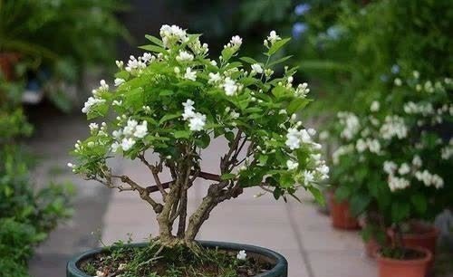 养了3年的茉莉花变老桩，长成“巨无霸”，清香宜人大半年！