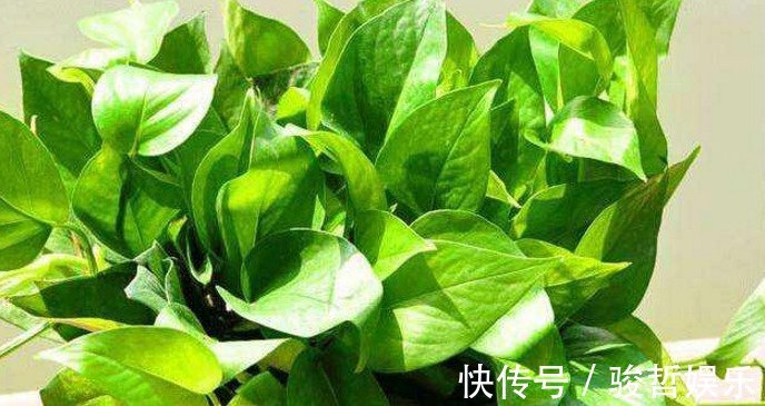 绿萝|这药片2元钱买100片,1个月后叶子疯长,大白根窜满盆!