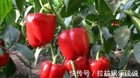 圣女果|人到中年想长寿，不妨多吃以下3种食物，滋补身体，好吃又营养！