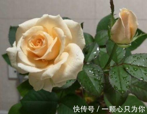 生根|月季扦插繁殖为什么总会烂根,学会5个方法,避免插条烂根失败