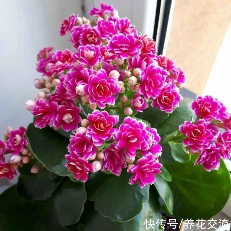 你的长寿花还没开花？可能是夜晚没给它提供黑暗的环境