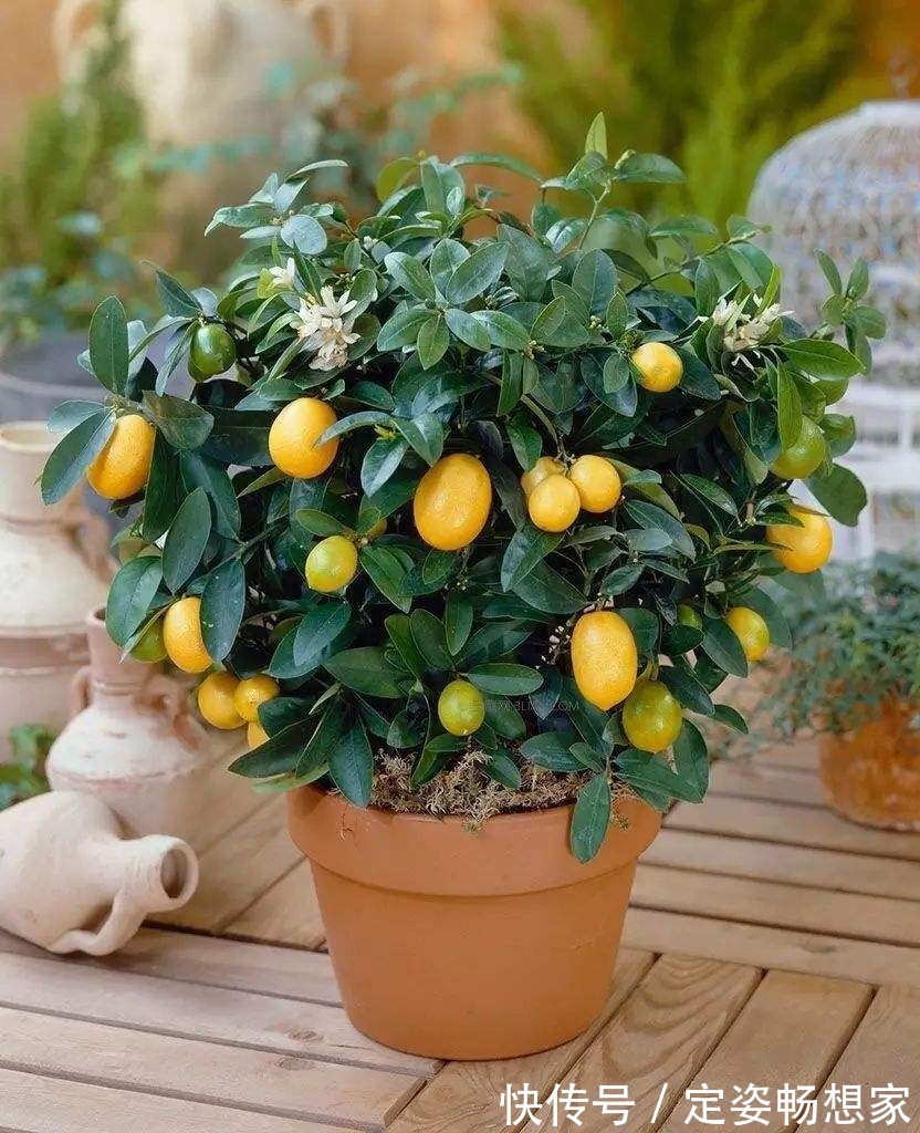 植物最好看的就是果实，家里种上一盆，不仅好看而且好吃！