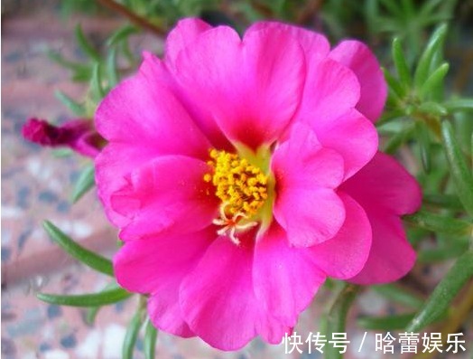 有种花叫“养不死”,年年不用管,花开绚烂,养花杀手必备!