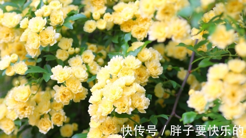 木香花木香花|庭院选这几款花，花姿妖娆，花开娇艳美不胜收，一年四季都赏花