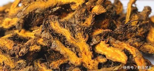 良效|此物被人称为“最苦”的中药,入药也最能清心火、解热毒、除湿气